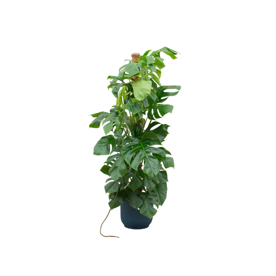 Monstera Pertusum XL inclusief elho Vibes Fold Round blauw Ø30 - 150 cm