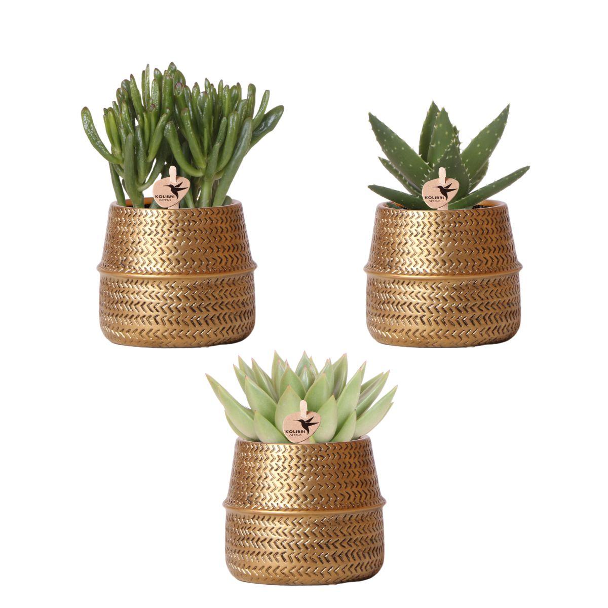 Planten set - met 3 succulenten mix - incl. keramieken sierpotten | potmaat Ø9cm