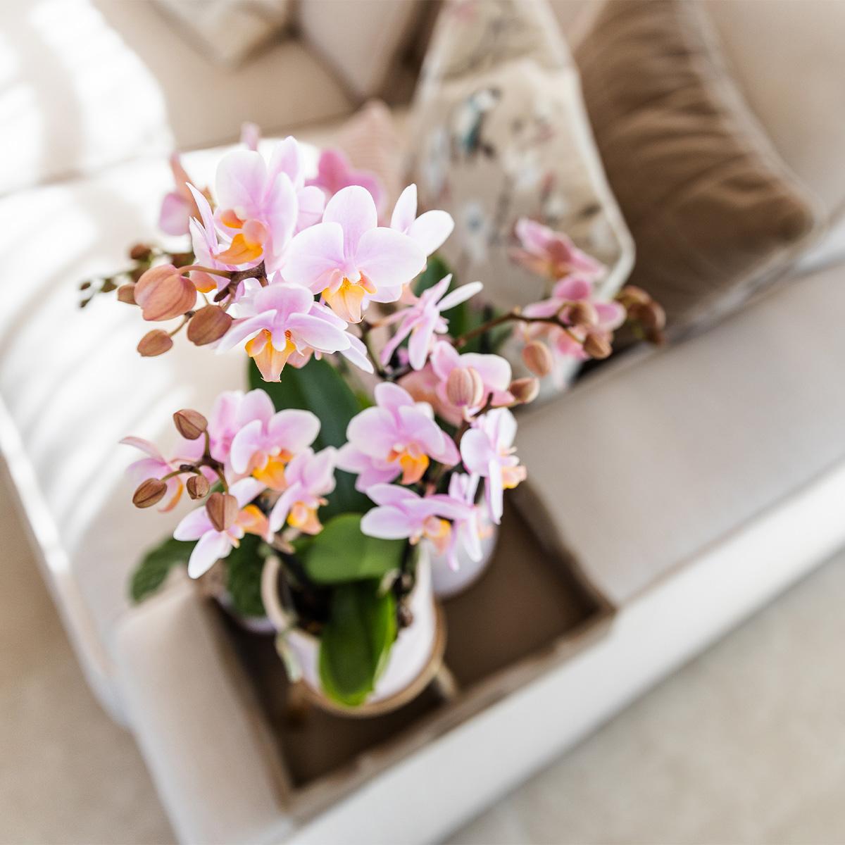 Roze phalaenopsis orchidee - Andorra + Pastel pot white - potmaat Ø9cm