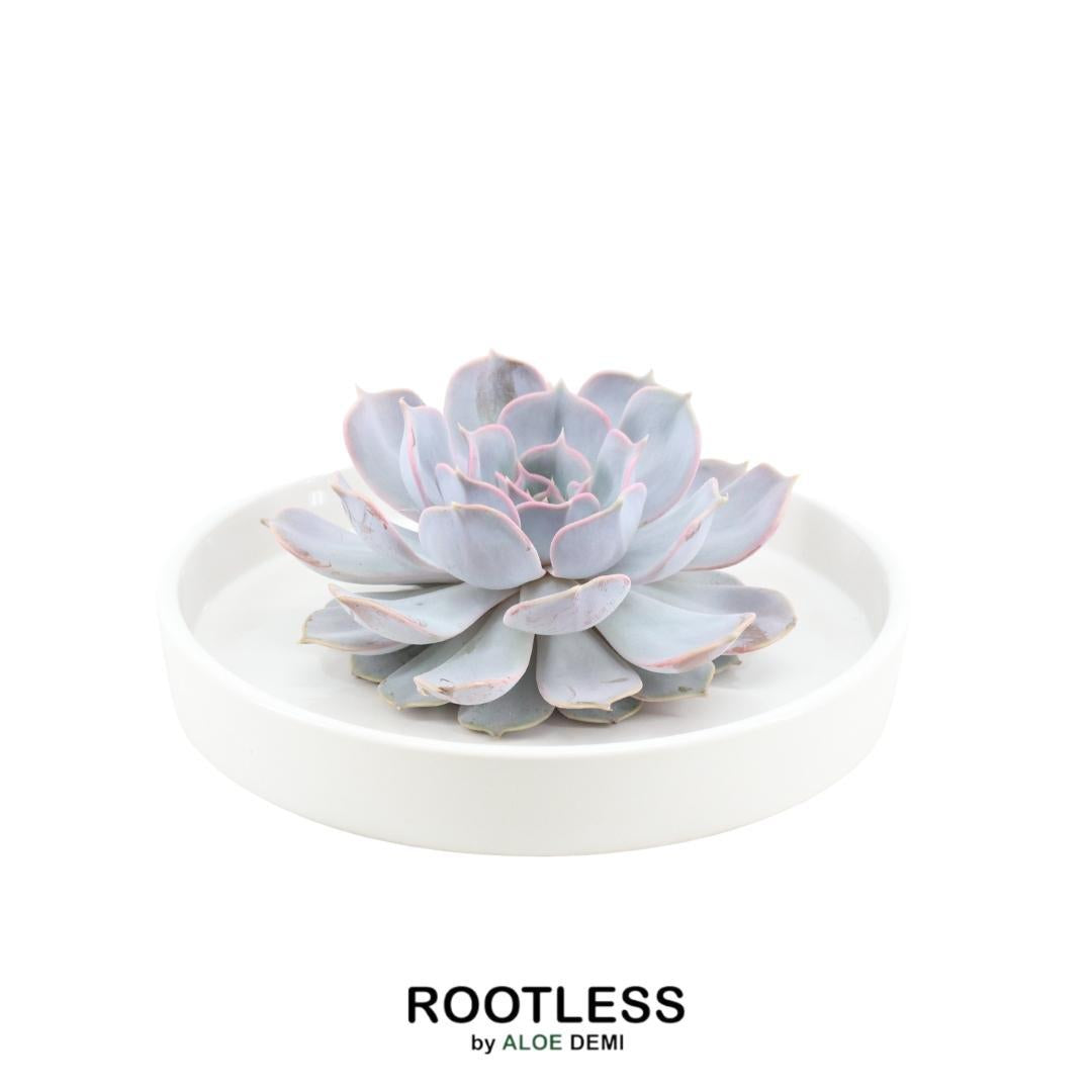 ROOTLESS in schaal 'wit' Ø20 cm - ↕5 cm