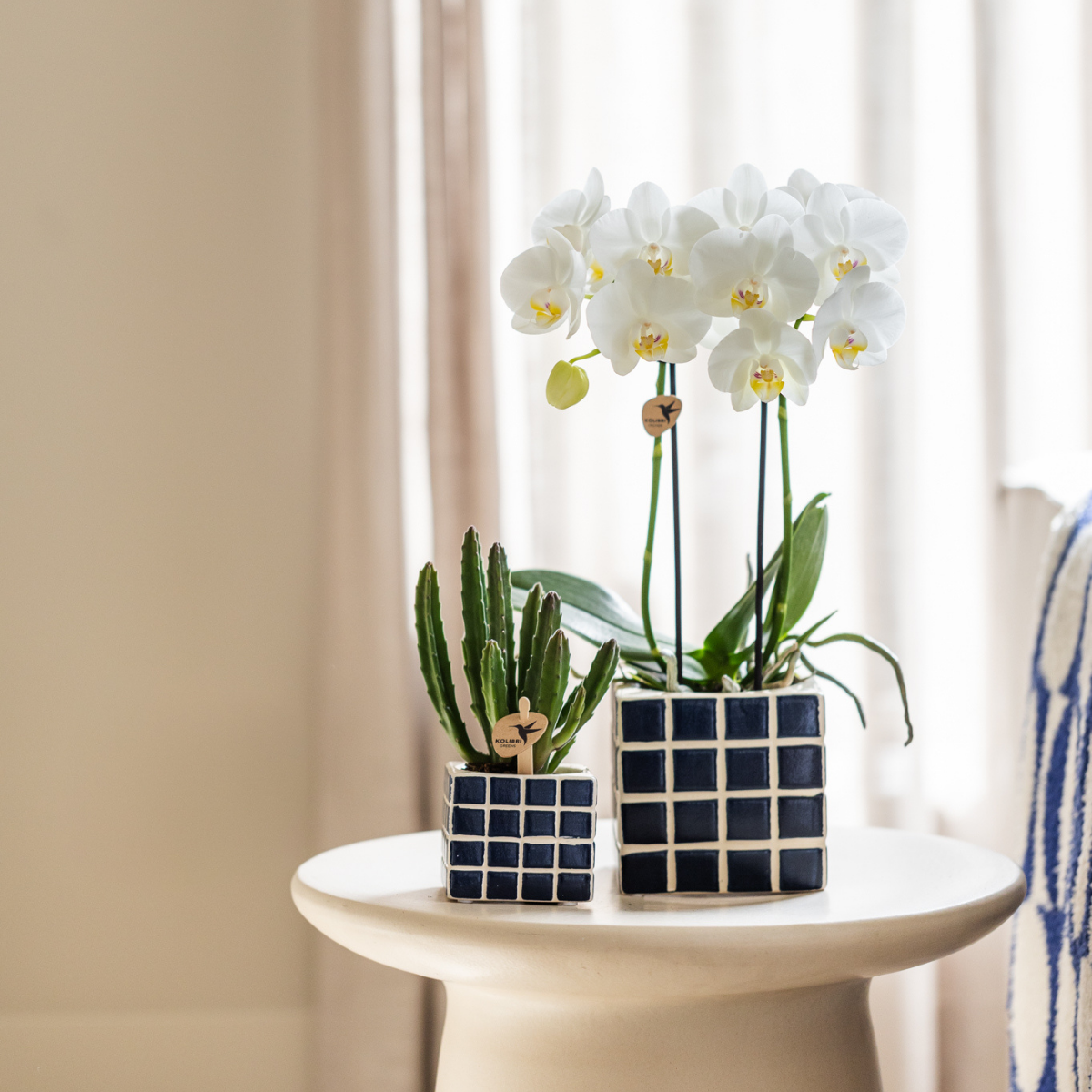 Witte phalaenopsis orchidee Amabilis + Mosa sierpot blauw - potmaat Ø9cm