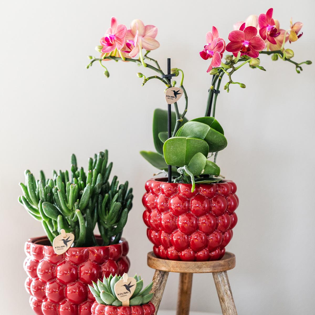 Rode Phalaenopsis orchidee – Congo + Berry sierpot – potmaat Ø9cm