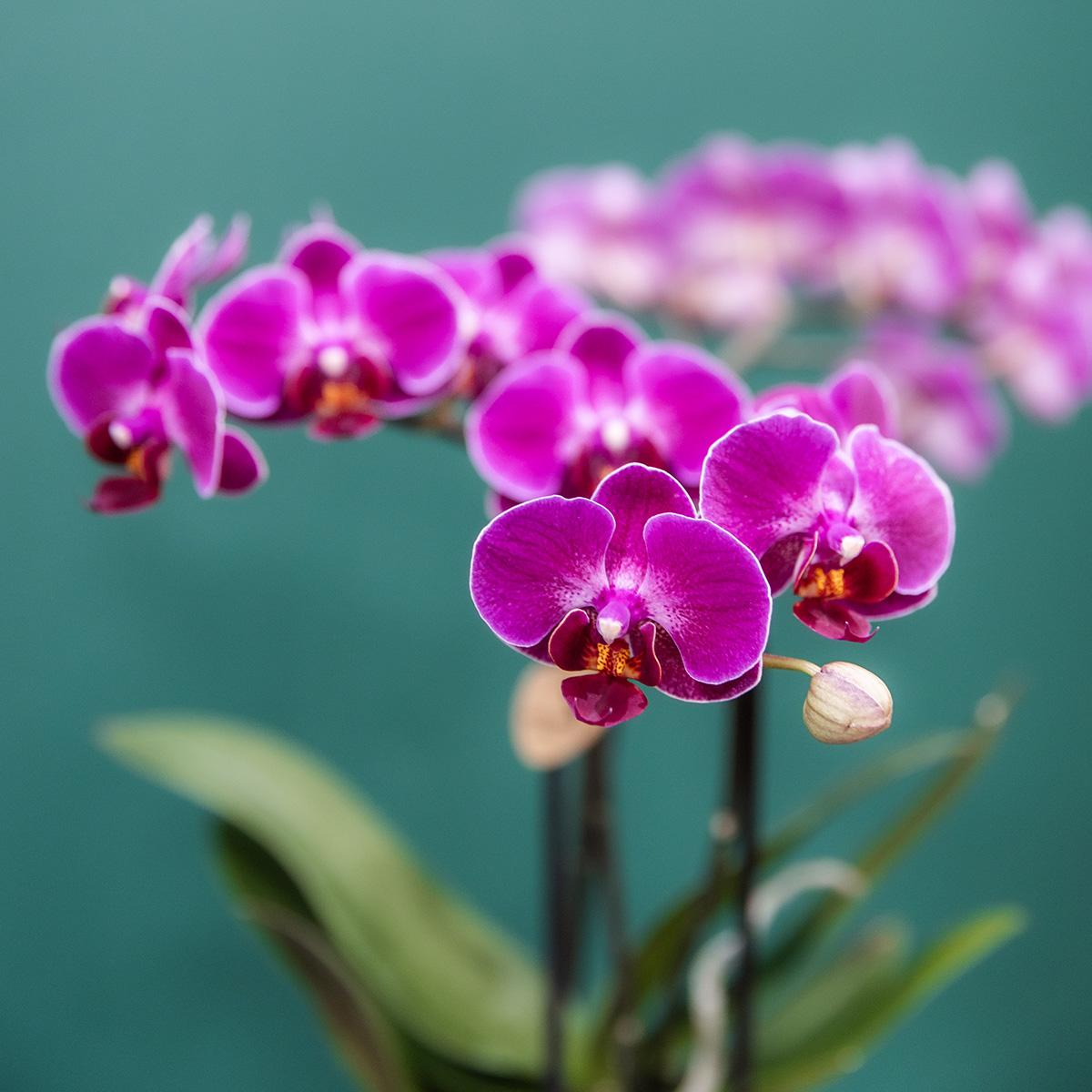 COMBI DEAL van 4 paarse phalaenopsis orchideeën - Morelia - potmaat Ø9cm