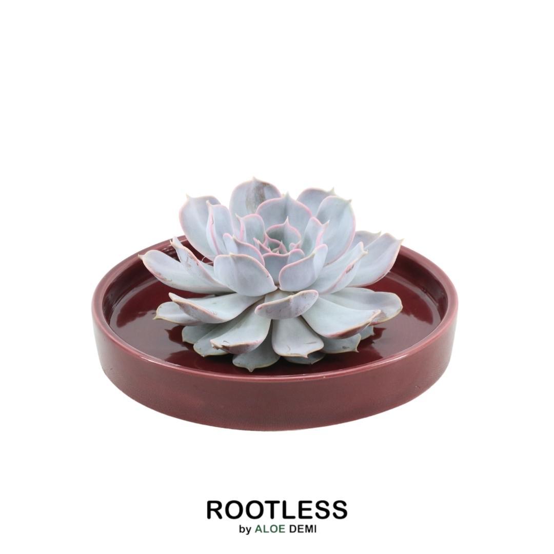 ROOTLESS in schaal 'rood' Ø20 cm - ↕5 cm
