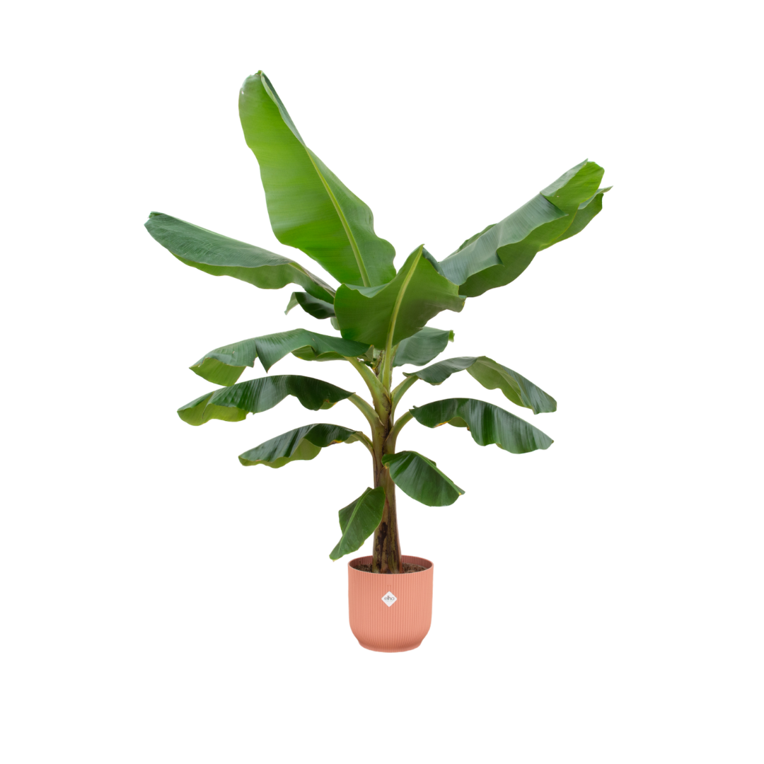 Bananenplant (Musa) inclusief elho Vibes Fold Round roze Ø30 - 180 cm