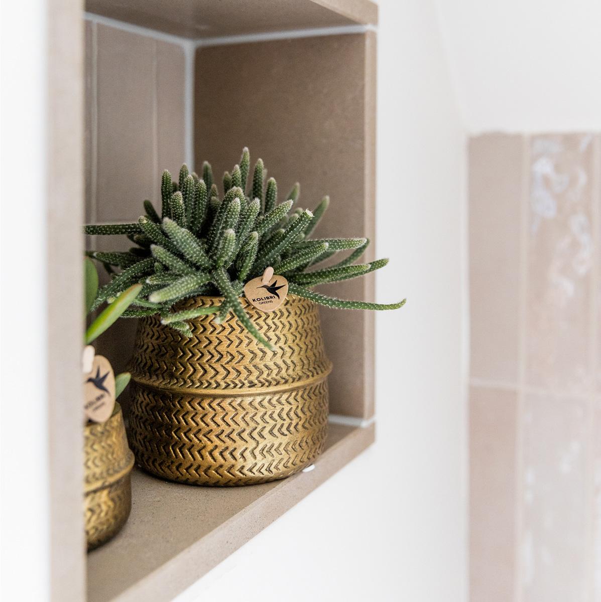 Planten set - met 3 succulenten mix - incl. keramieken sierpotten | potmaat Ø9cm