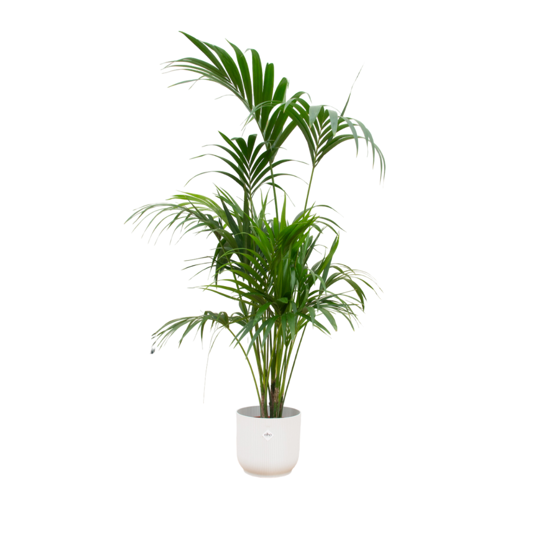 Kentia palm inclusief elho Vibes Fold Round wit Ø30 - 180 cm