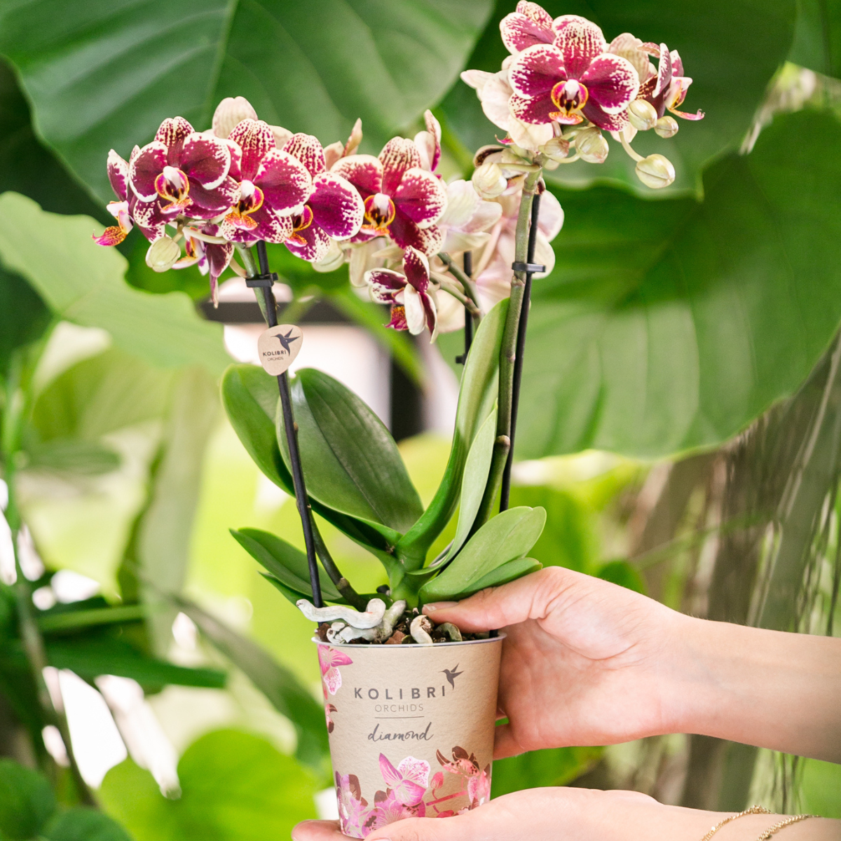 COMBI DEAL van 4 geel rode phalaenopsis orchideeën - Spain - potmaat Ø9cm