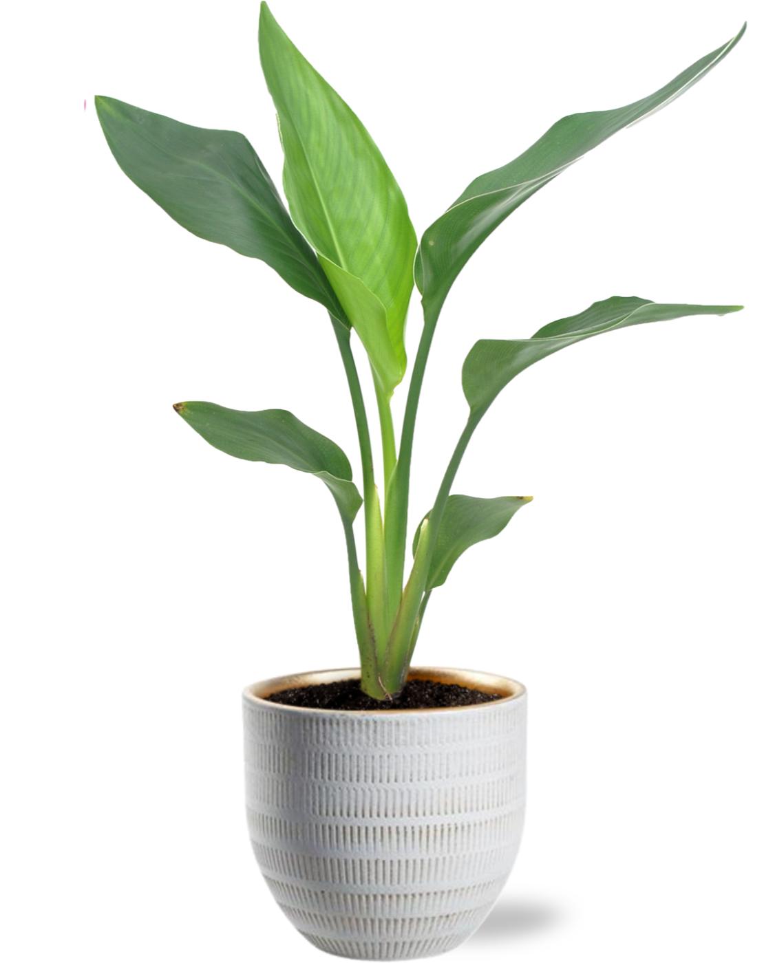 Strelitzia Reginea - Ø12cm - ↕40cm + Beau Pot Wit