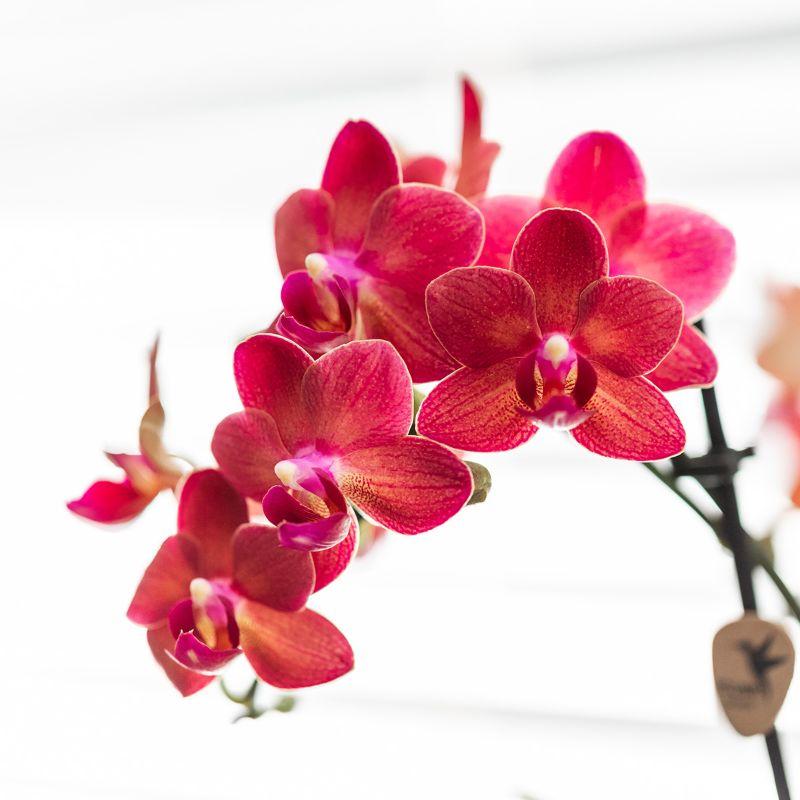 Rode Phalaenopsis orchidee – Congo + Gummy pot travertine – potmaat Ø9cm