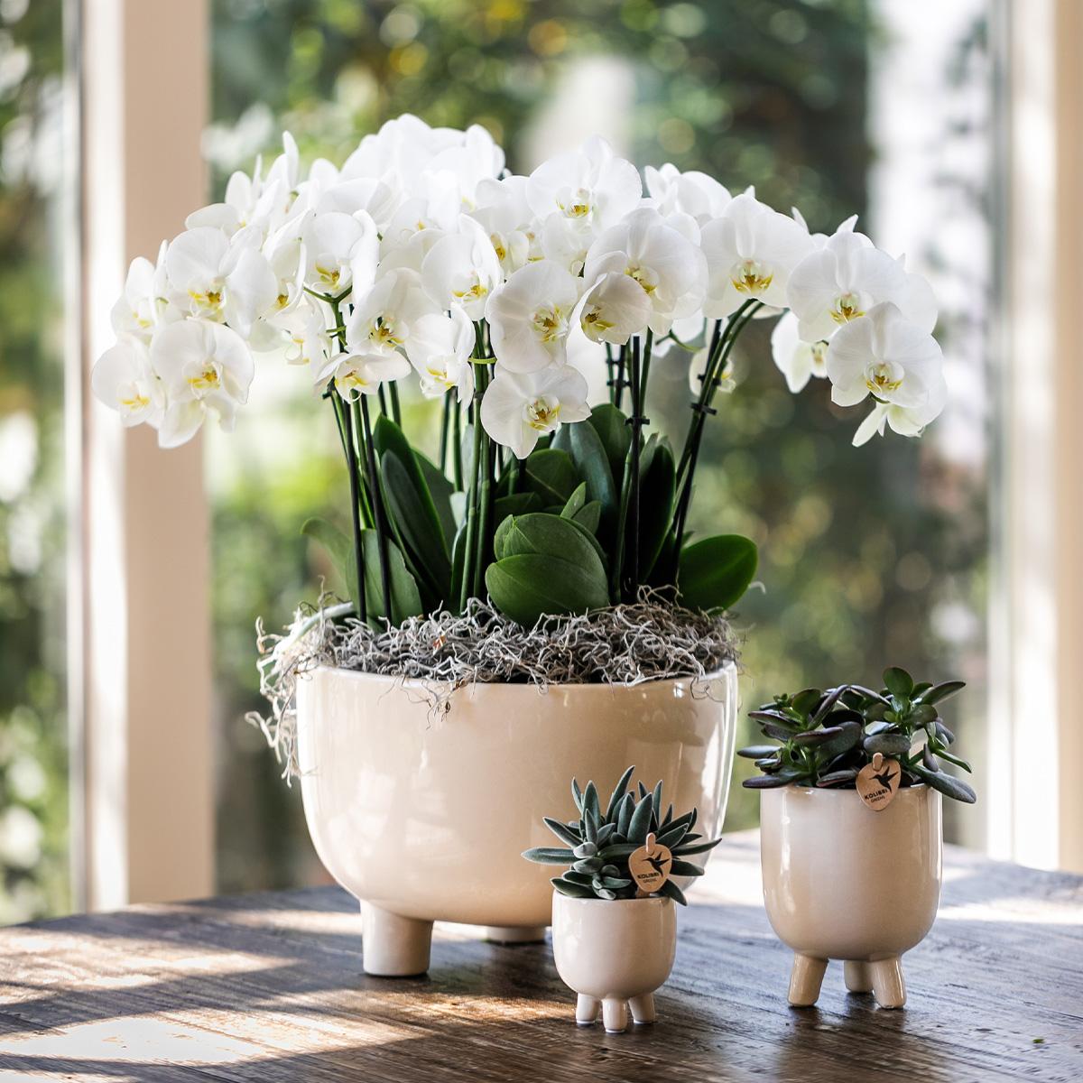 Rode Phalaenopsis orchidee – Congo + Gummy pot travertine – potmaat Ø9cm