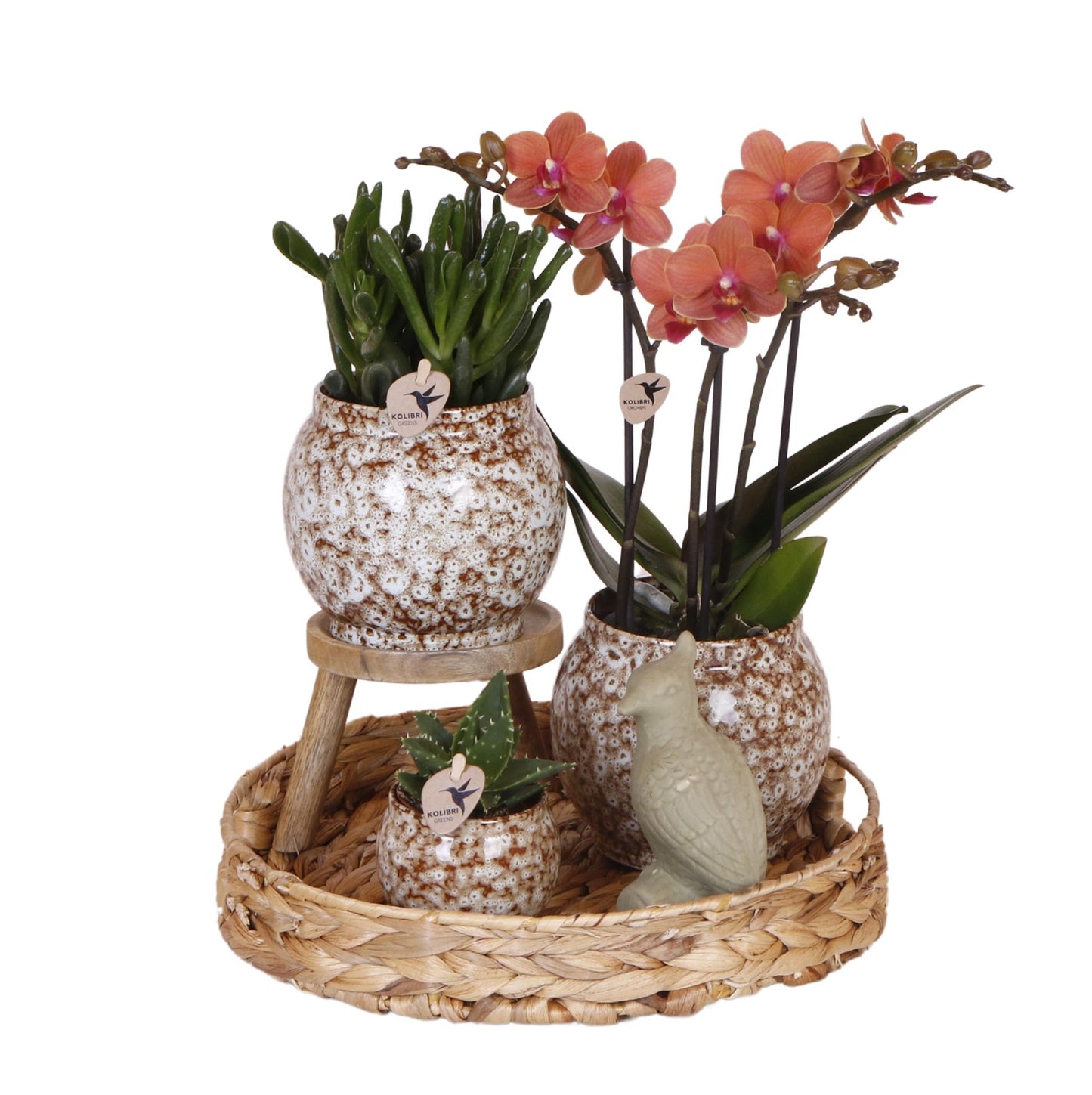 Gift set Untamed Nature