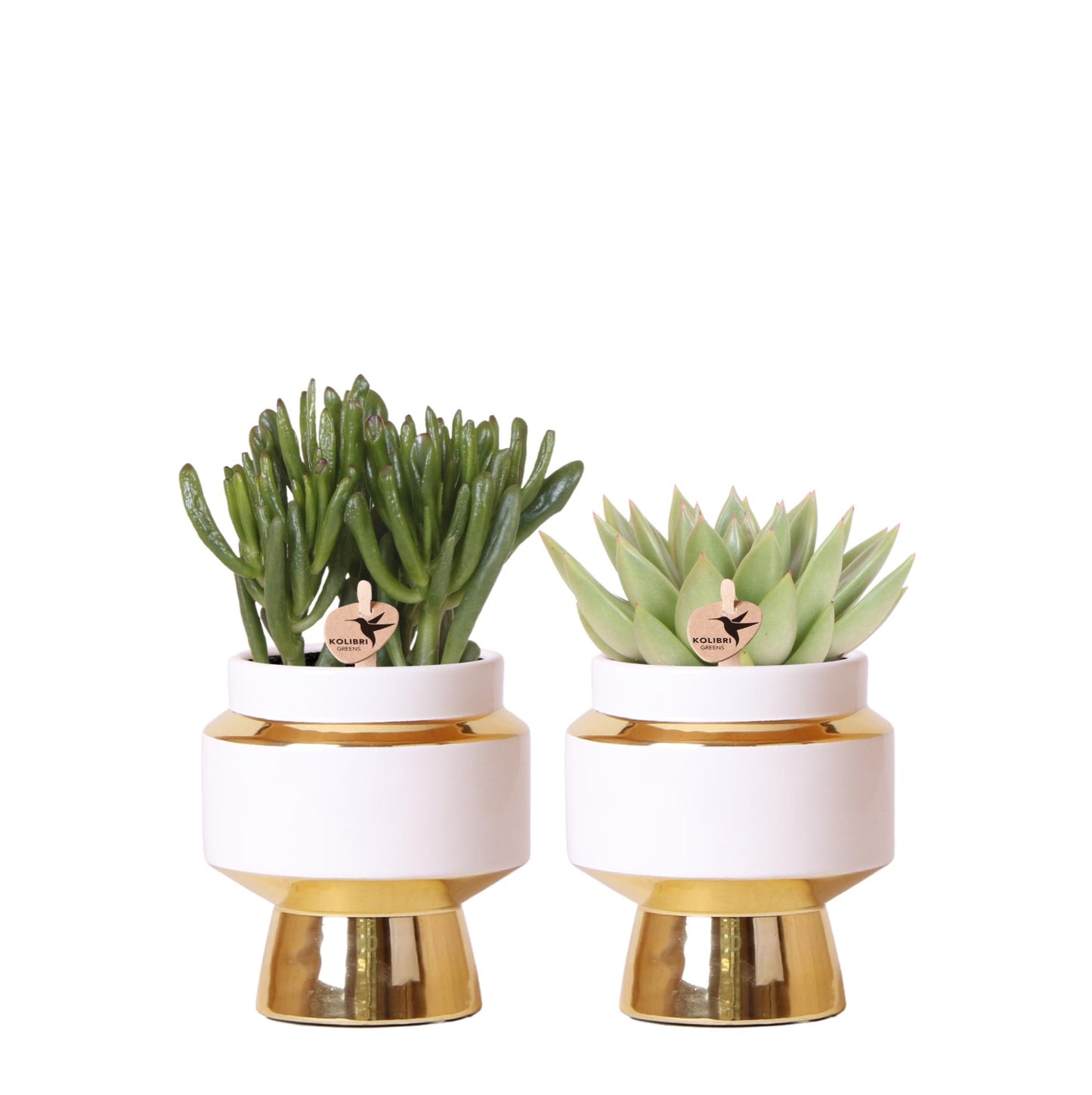 Succulenten set van 2 planten in gouden Le Chic sierpotten