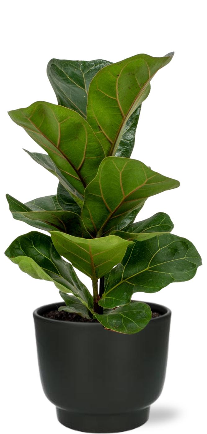 Ficus Lyrata - Ø12cm - ↕30cm + Potenza Pot - Zwart