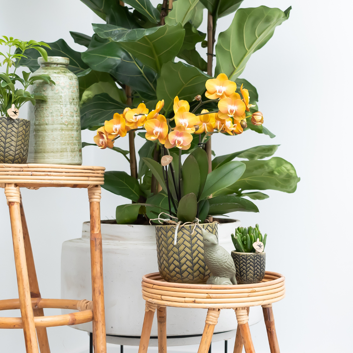 COMBI DEAL van 2 Phalaenopsis orchideeën - Las Vegas - potmaat Ø12cm