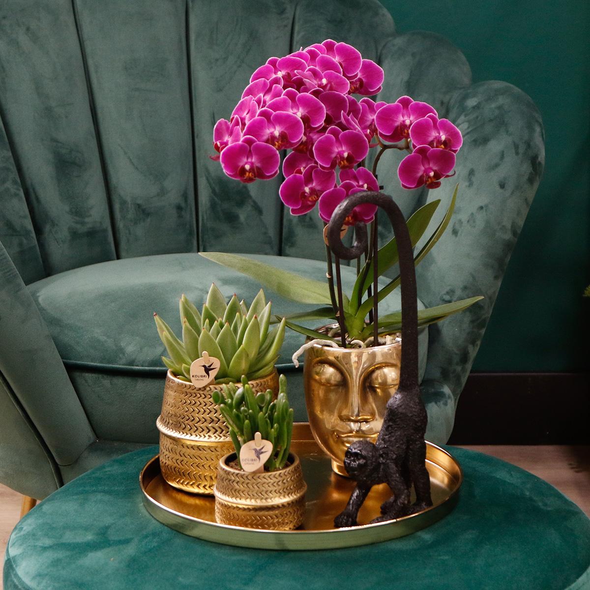 COMBI DEAL van 4 paarse phalaenopsis orchideeën - Morelia - potmaat Ø9cm