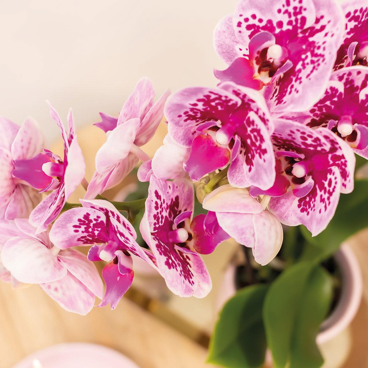 COMBI DEAL van 4 roze paarse phalaenopsis orchideeën - El Salvador - potmaat Ø9cm