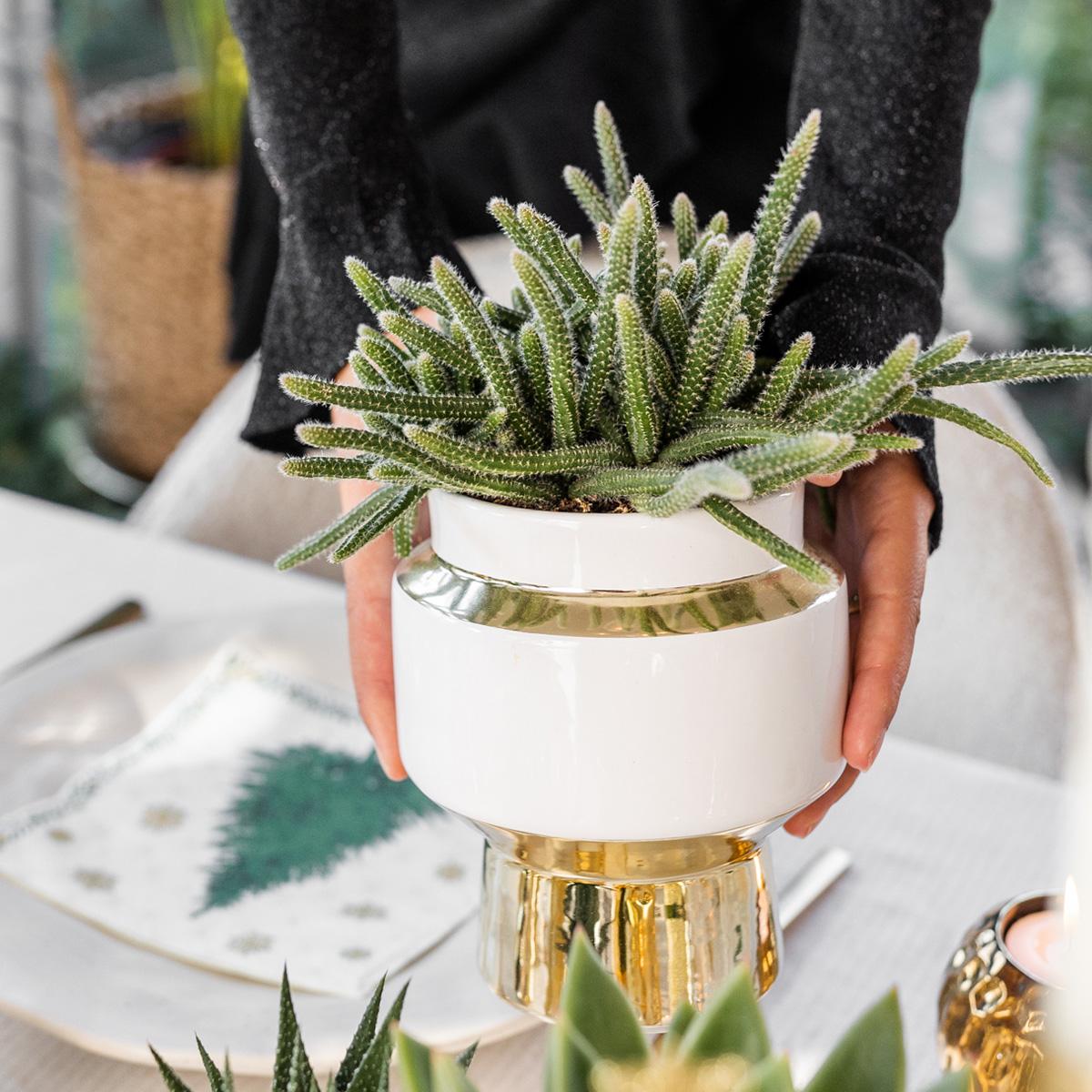 Succulenten set van 2 planten in gouden Le Chic sierpotten