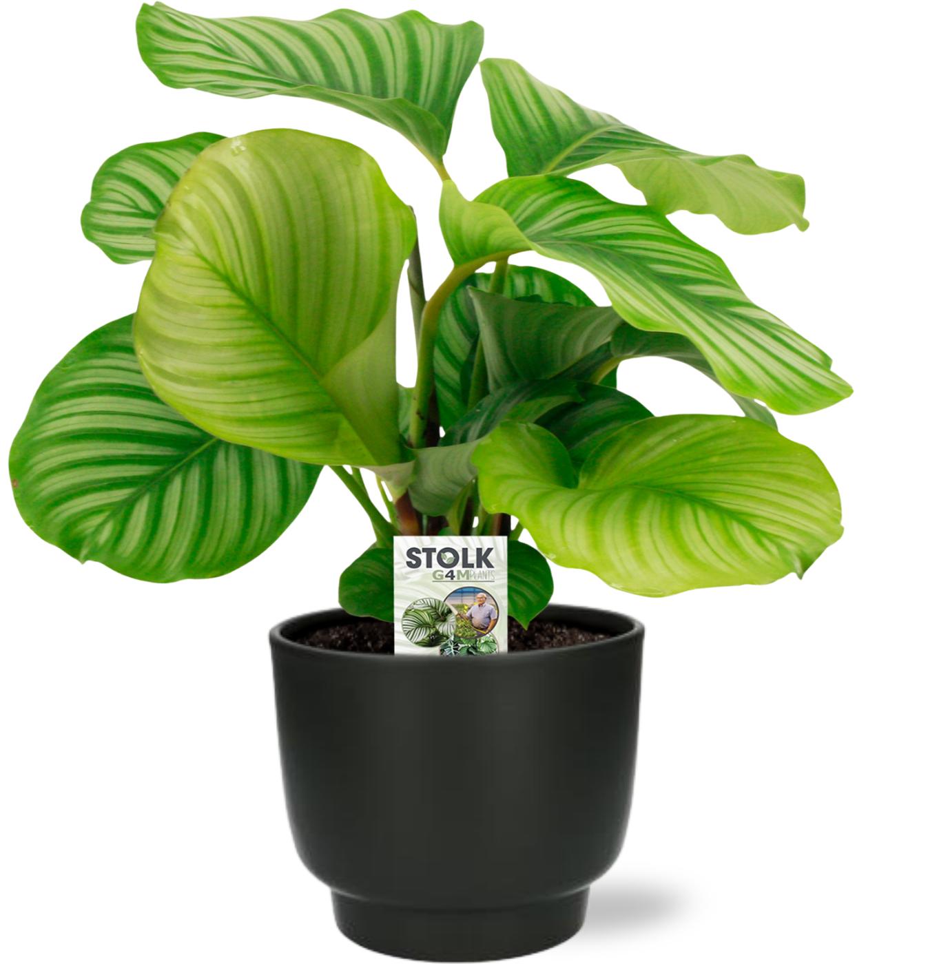 Calathea Orbifolia - Ø14cm - ↕50cm + Potenza Pot Zwart