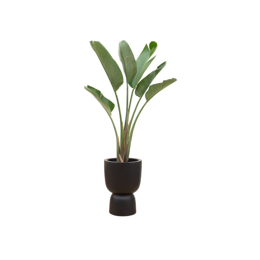 Strelitzia Augusta inclusief elho Pure Coupe zwart Ø41 - 210 cm