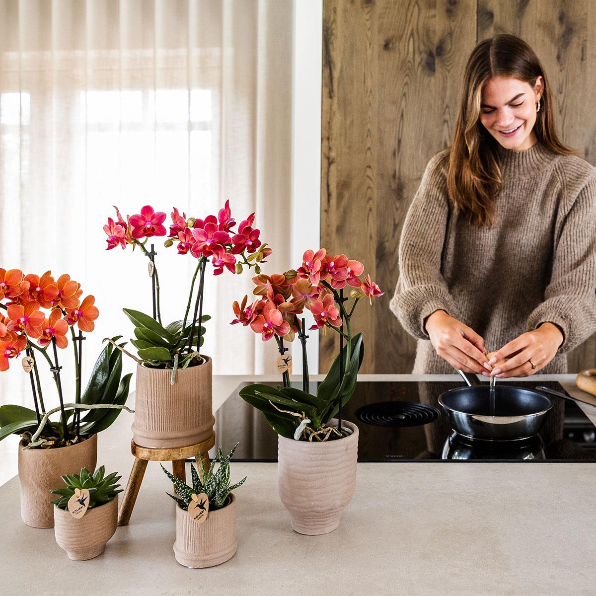 Kolibri Orchids | Rode orchidee Congo + Bali sierpot sand - potmaat Ø9cm