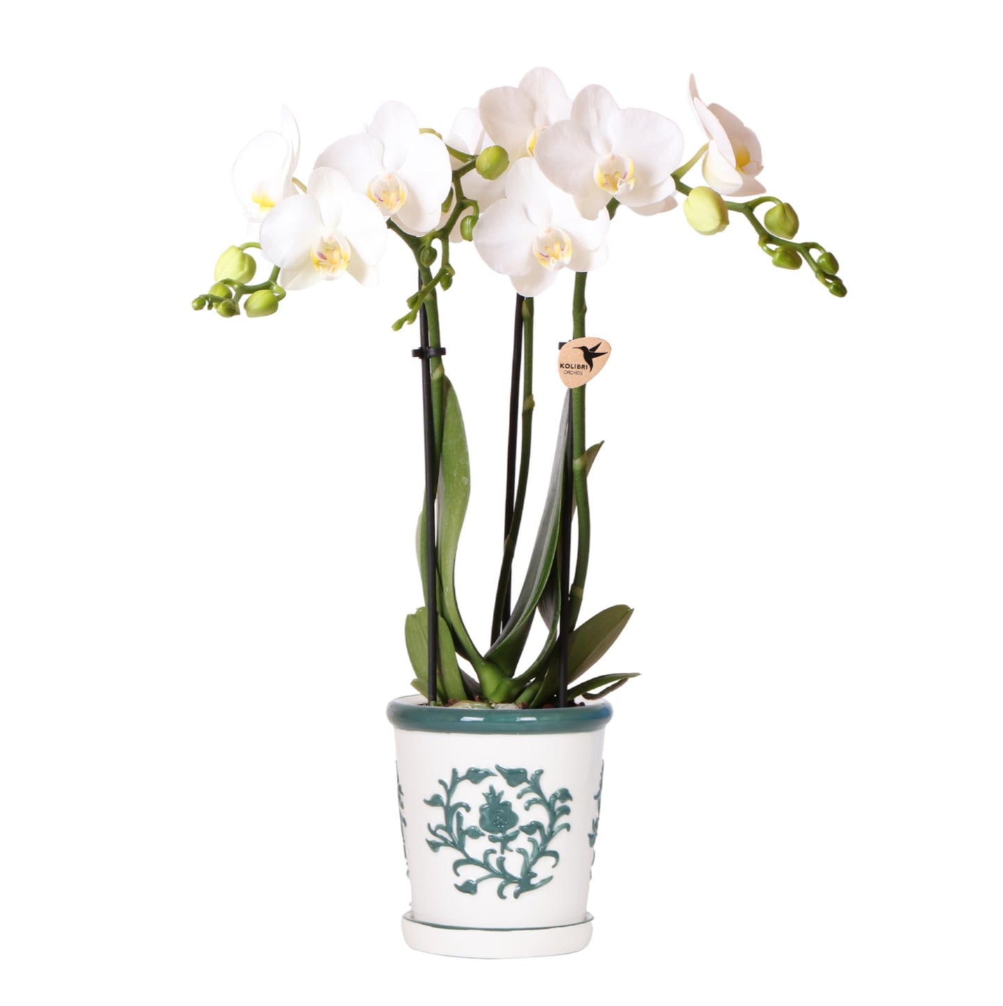 Witte orchidee Amabilis + Malaga sierpot groen - potmaat Ø9cm