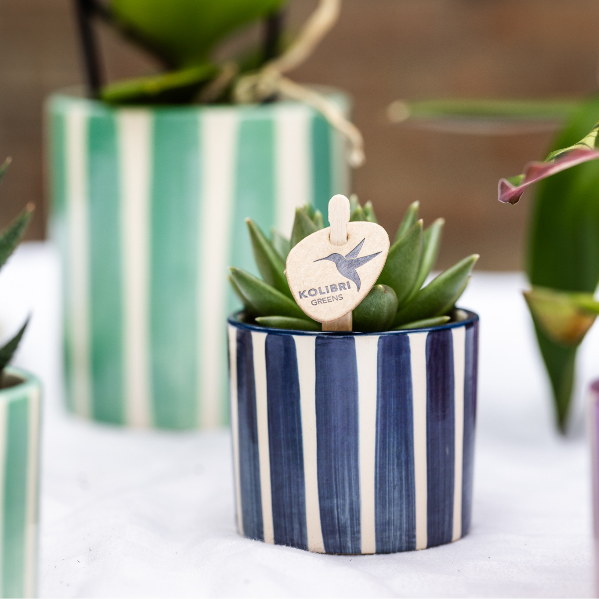 Mix van groene planten + Painted Stripe sierpotten - potmaat Ø9cm & Ø6cm
