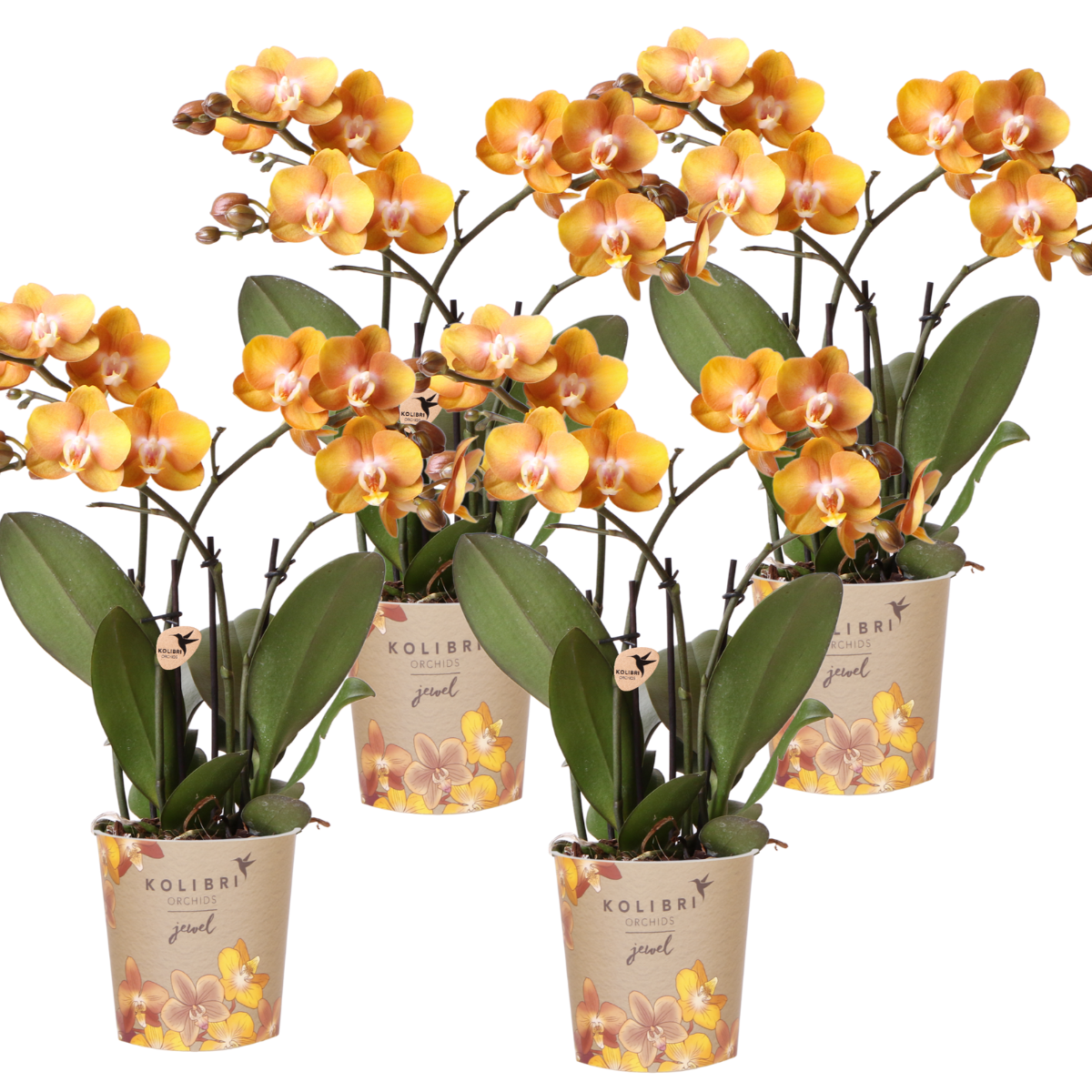 COMBI DEAL van 4 Phalaenopsis orchideeën - Las Vegas - potmaat Ø12cm