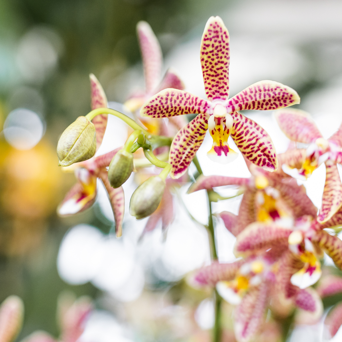 Oranje Phalaenopsis orchidee - Spider in Scandic wit - potmaat Ø9cm