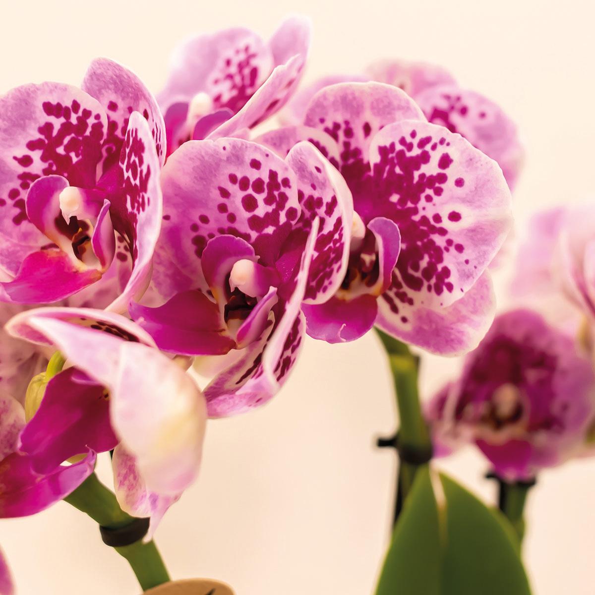 COMBI DEAL van 4 roze paarse phalaenopsis orchideeën - El Salvador - potmaat Ø9cm