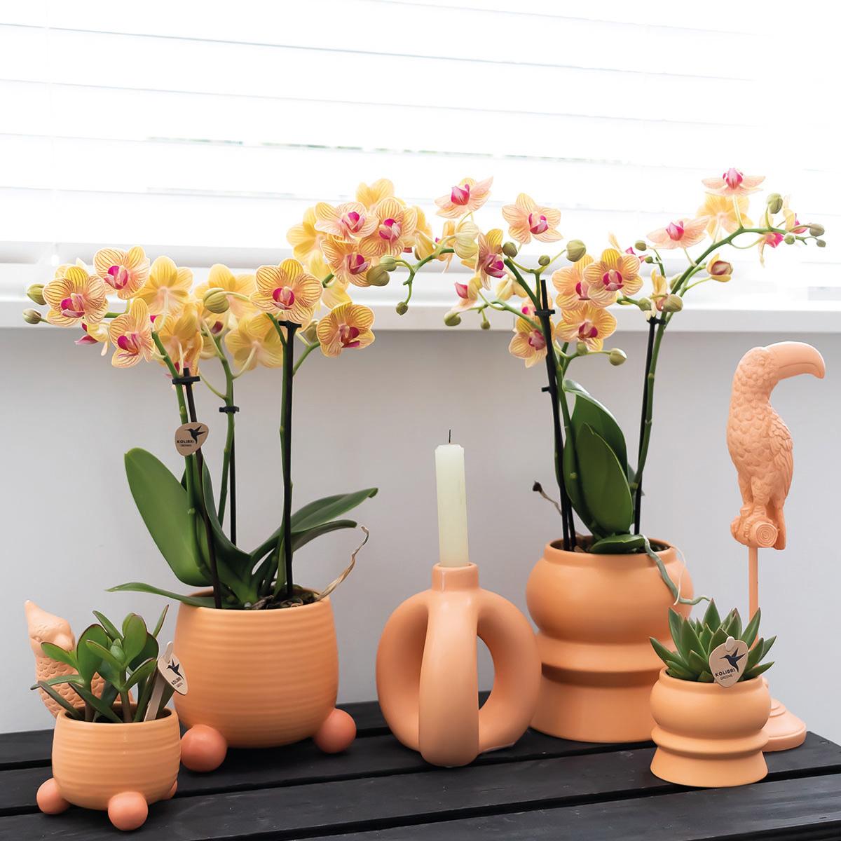 Oranje Phalaenopsis orchidee - Mineral Bolzano + Rolling peach - potmaat Ø9cm