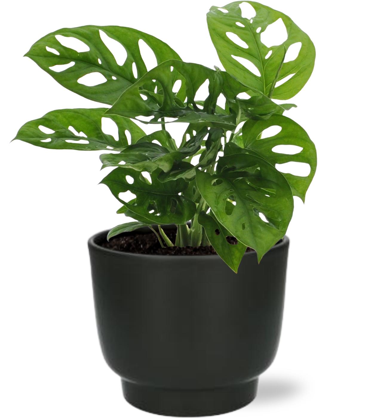 Monstera Monkey Leaf - Ø12cm - ↕30cm + Potenza Pot Zwart