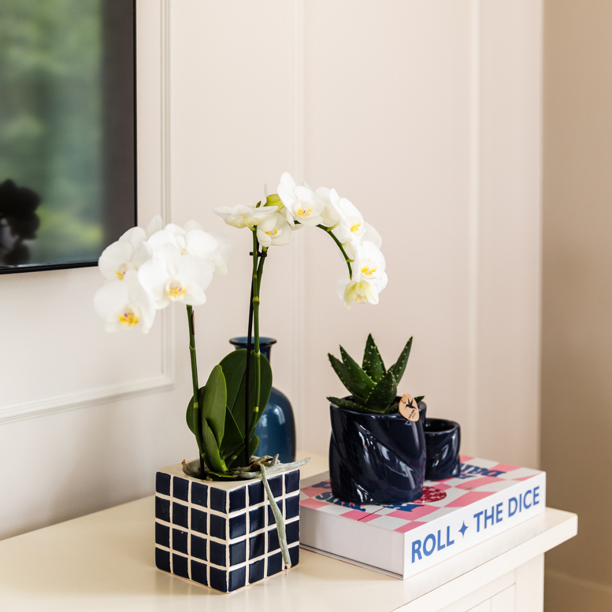 Witte phalaenopsis orchidee Amabilis + Mosa sierpot blauw - potmaat Ø9cm