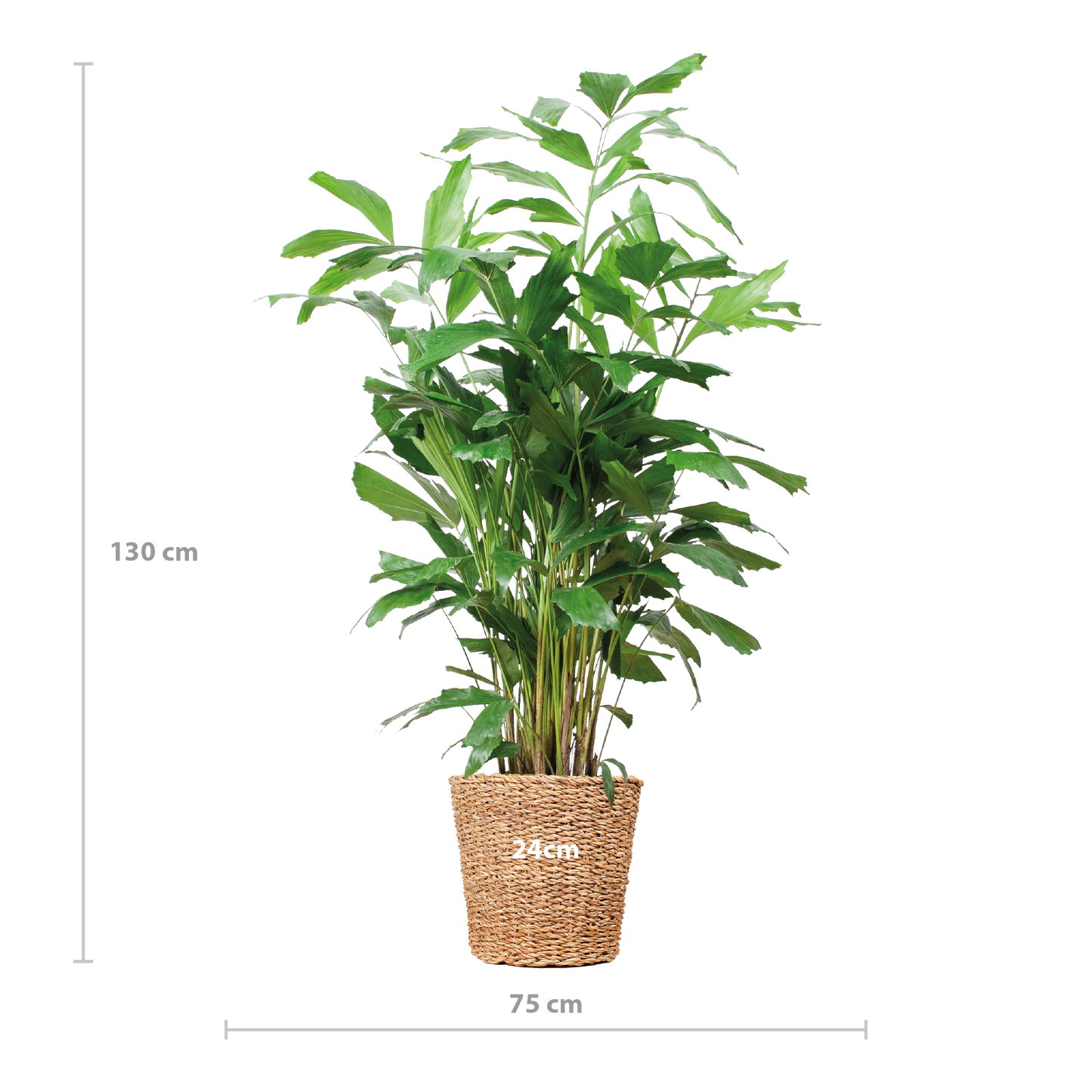 Caryota Mitis XL met mand Torun - 130cm - Ø24