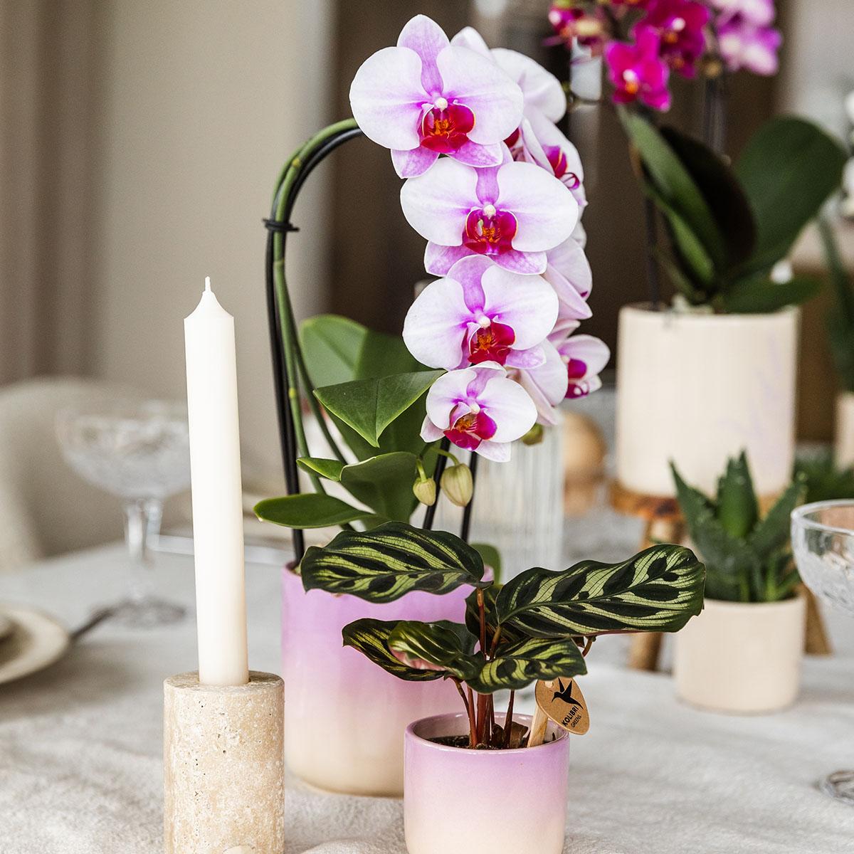 Roze orchidee Niagara Falls + Gradience sierpot roze - potmaat Ø9cm