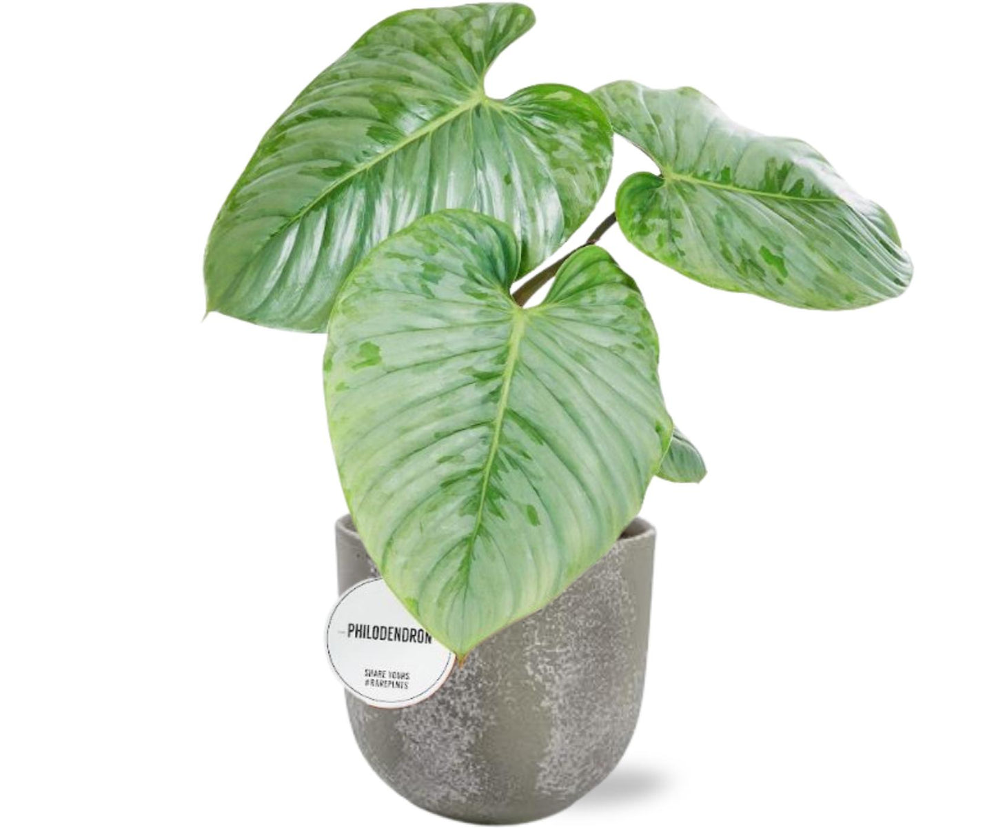 Philodendron Sodiroi - Ø15cm - ↕45cm + Nathan pot Grijs