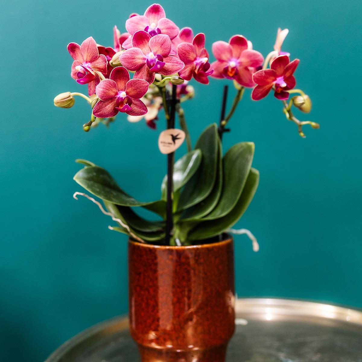 Rode Phalaenopsis orchidee - Congo + Classy red- potmaat Ø9cm
