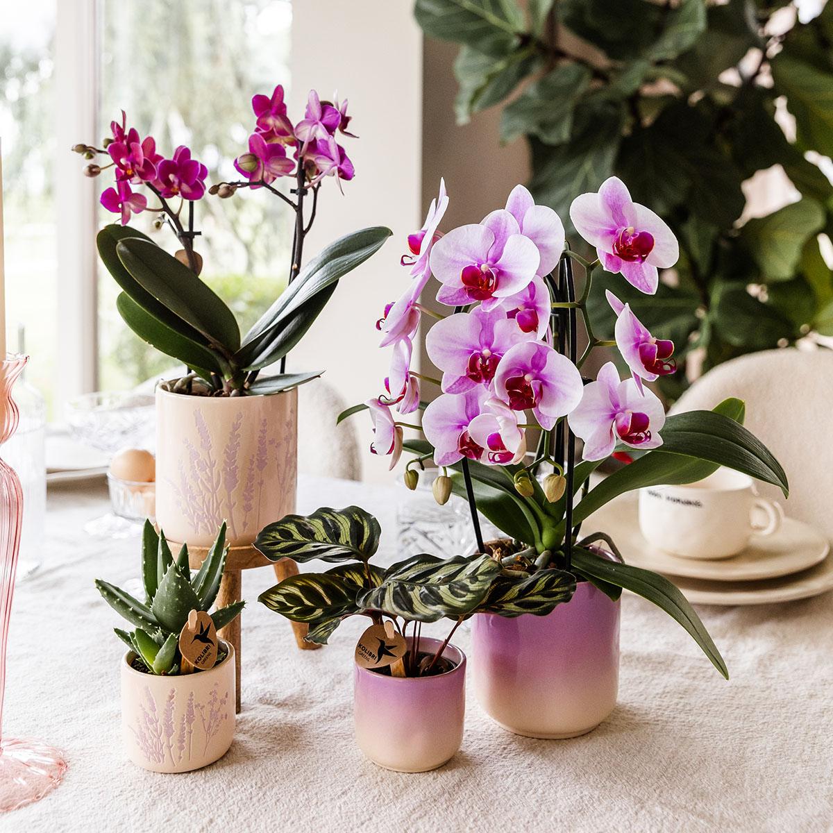 Roze orchidee Niagara Falls + Gradience sierpot roze - potmaat Ø9cm