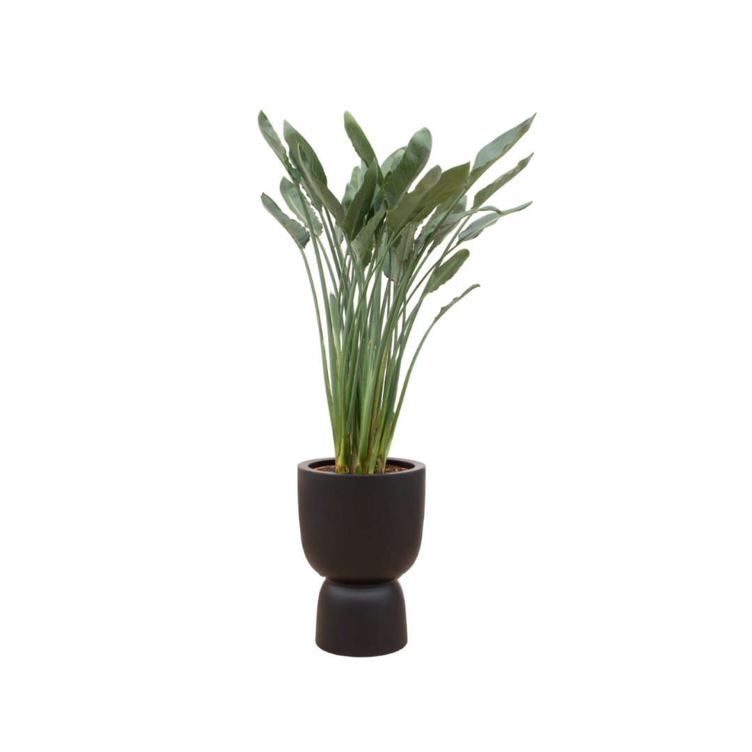 Strelitzia Reginae inclusief elho Pure Coupe zwart Ø41 - 190 cm
