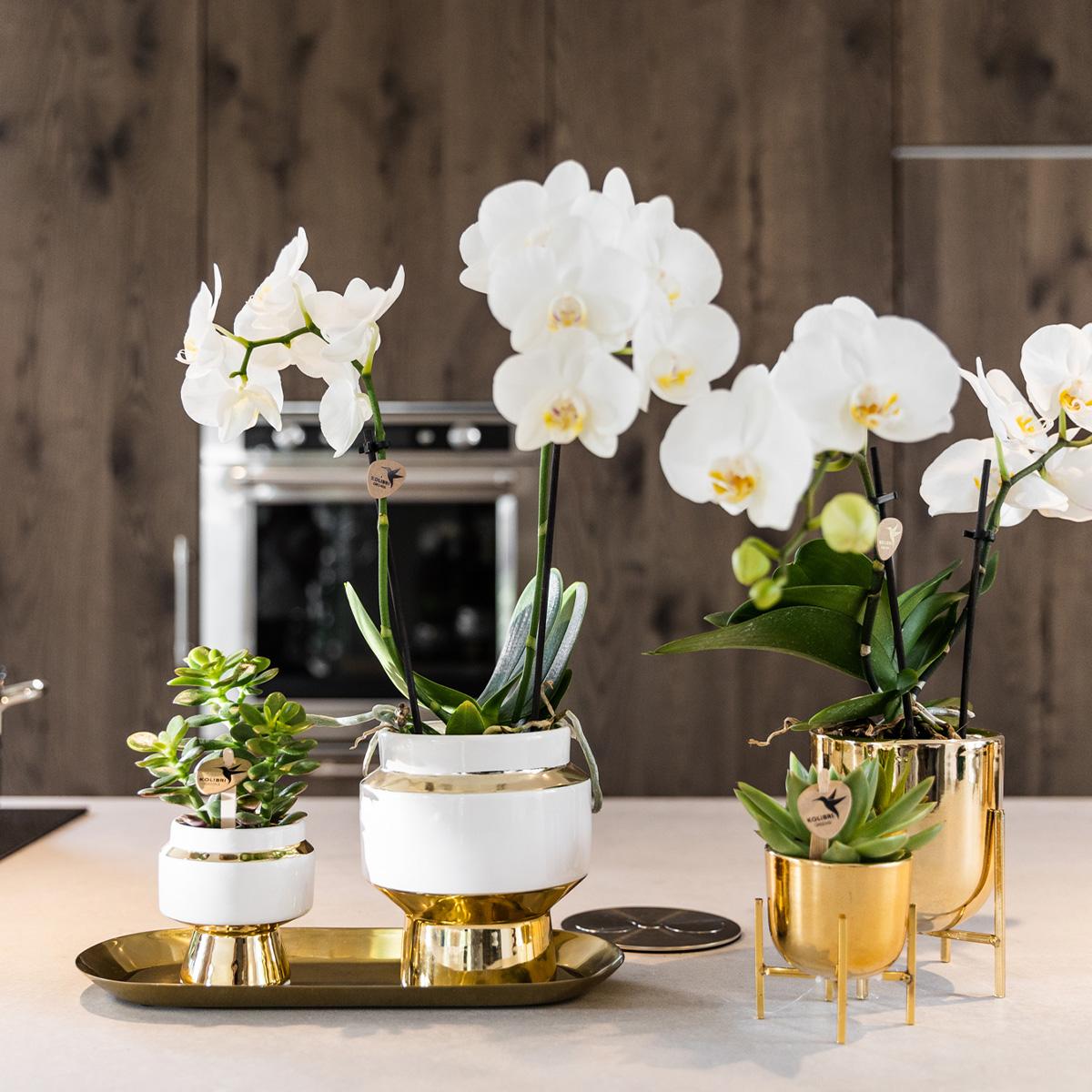 Succulenten set van 2 planten in gouden Le Chic sierpotten