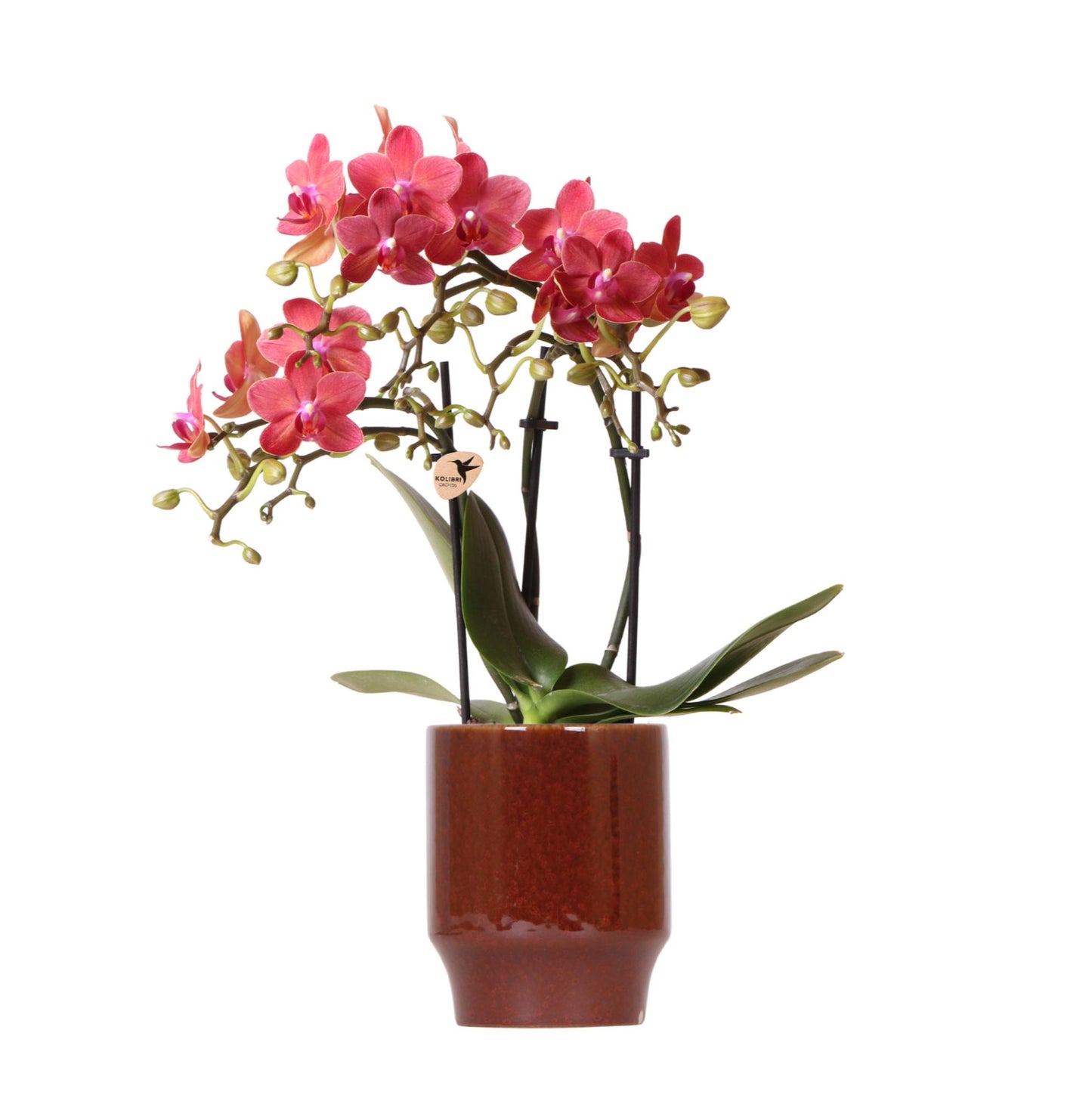 Rode Phalaenopsis orchidee - Congo + Classy red- potmaat Ø9cm