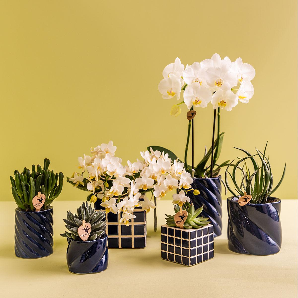 Witte orchidee Amabilis + Candy sierpot blauw - potmaat Ø9cm