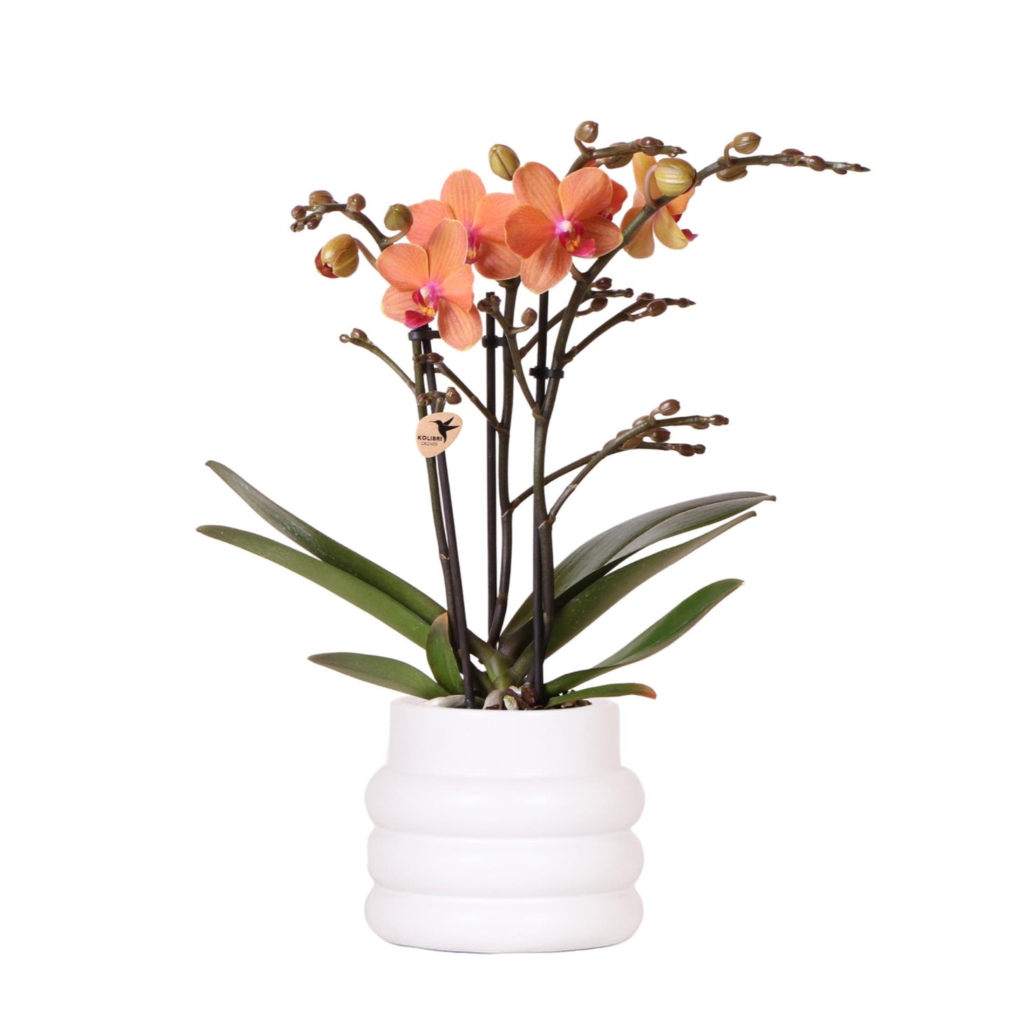 Oranje Phalaenopsis orchidee - Mineral Bolzano + Bubble pot white - potmaat Ø9cm