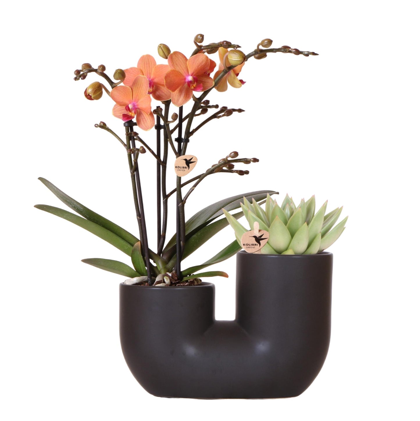 Set van oranje orchidee Bolzano en succulent in Tube sierpot black - potmaat Ø9cm