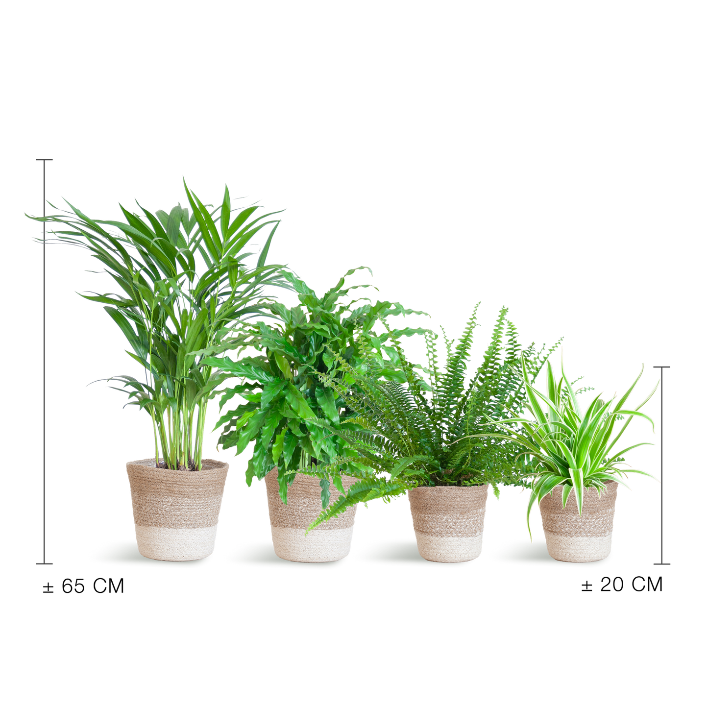 Diervriendelijke plantenset medium
