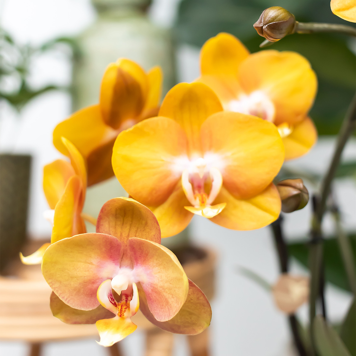 COMBI DEAL van 4 Phalaenopsis orchideeën - Las Vegas - potmaat Ø12cm