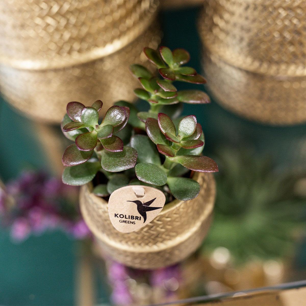 Succulenten set van 2 planten in gouden groove sierpotten