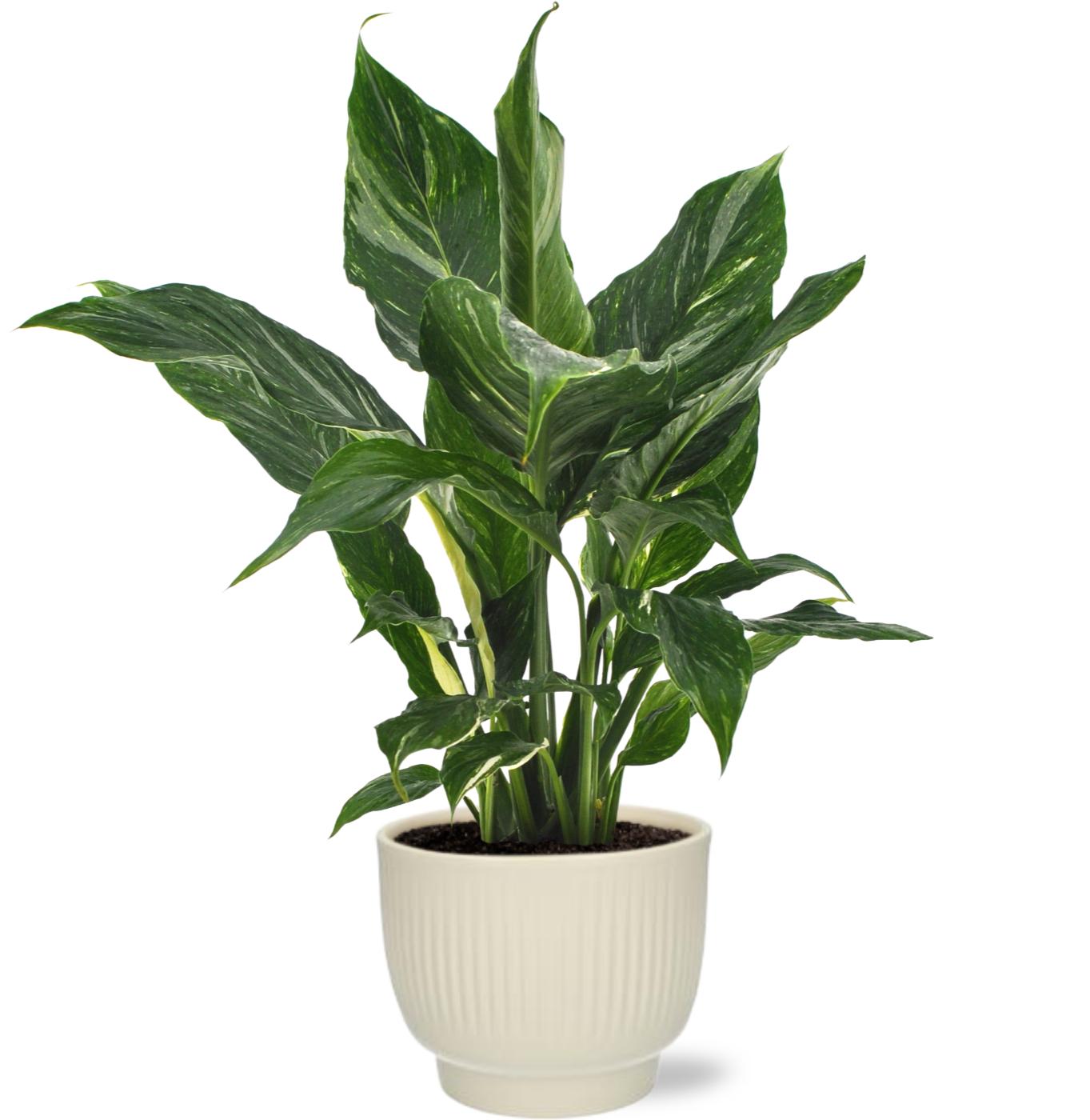 Spathiphyllum Diamond - Ø12cm - ↕40cm + Potenza Rib Pot Wit
