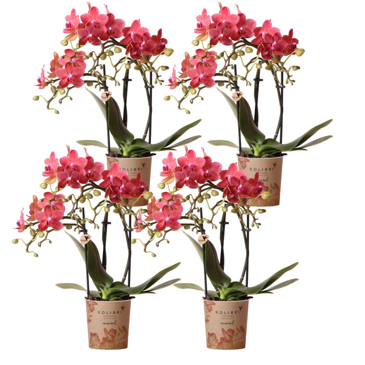 COMBI DEAL van 4 oranje Phalaenopsis orchideeën - Congo - potmaat Ø9cm