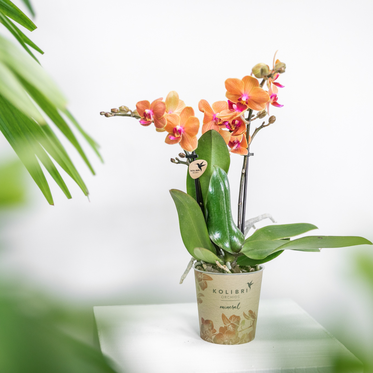 COMBI DEAL van 4 oranje Phalaenopsis orchideeën - Bolzano - potmaat Ø9cm